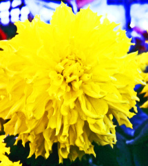 Dahlia ' H.M. QUEEN ELIZABETH '  (G.D.)    Stredwick  UK   1942     (DS. 00956)  (NDS)